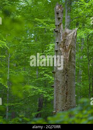 Deadwood, grobe Holzschutt und umgestürzte Bäume im Hainich-Wald in Thüringen, Nationalpark und Teil des UNESCO-Weltkulturerbes. Primeva Stockfoto