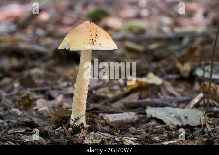 Essbarer Pilz Amanita crocea im Mischwald. Bekannt als Safran-ringlose Amanita. In den Blättern wächst wilder Pilz. Stockfoto