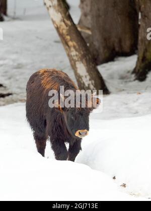 Heck Rinder (Bos primigenius stier), ein Versuch, die ausgestorbenen Aurochs von Hausrindern zurückzuzüchten. Winter im Nationalpark Bayerischer Wald ( Stockfoto
