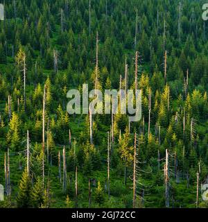 Tote Bäume werden durch natürliche Vegetation ersetzt. Blick vom Gipfel des Mt. Lusen im Nationalpark Bayerischer Wald (NP Bayerischer Wald). Europa, Ge Stockfoto