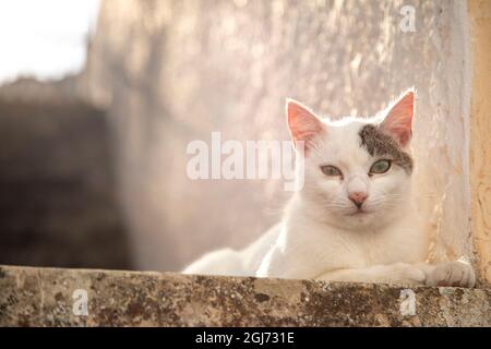 Streunende Katzen auf der Insel Santorini, Griechenland in Pyrgos. Stockfoto