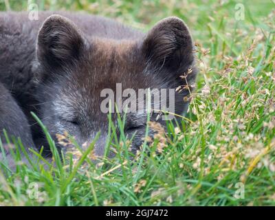 Arctic Fox (Vulpes lagopus, Alopex lagopus), Melrakkasetur Islands, Westfjords, Iceland. Stockfoto