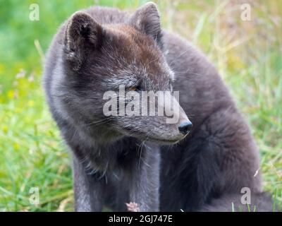 Arctic Fox (Vulpes lagopus, Alopex lagopus), Melrakkasetur-Inseln, Westfjorde, Island. Stockfoto