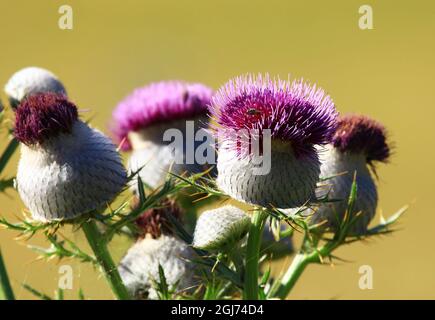 Im Sommer blüht die wollige Distel auf der Wiese Stockfoto
