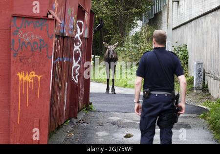 Am 3. Oktober 2011 lief ein Elch auf freiem Fuß im Zentrum von Göteborg, Schweden, herum. Der Elch wurde am Montag um 13:30 Uhr in einer Zentralschule zum ersten Mal gesehen. Danach ging es weiter durch das Zentrum von Schwedens zweitgrößter Stadt, bevor es zwei Stunden später von einem Jäger niedergeschlagen wurde. Die Elchjagd verursachte schwere Staus. Stockfoto