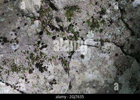 Moose auf einem Waldfelsen Stockfoto
