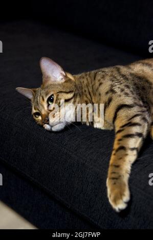 STOCKHOLM 20100304 Eine bengalische Katze. Foto: Henrik Montgomery / SCANPIX / Kod: 10060 Stockfoto