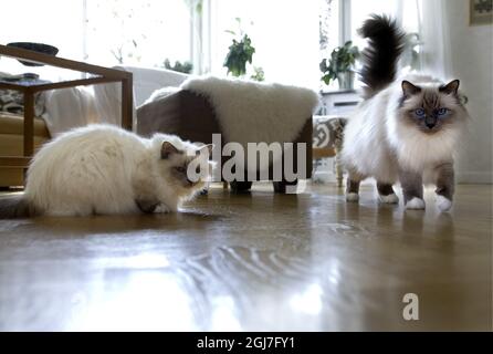 STOCKHOLM 20060503 Birmankatzenrasse oder die Heilige Katze von Burma Foto: Pontus Lundahl / SCANPIX / Kod: 10050 Stockfoto