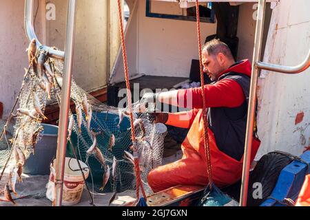 Italien, Sizilien, Provinz Trapani, Trapani. 18. April 2019. Ein Fischer, der auf seinem Boot im Hafen von Trapani Fische aus seinen Netzen zieht. (Redaktionelle Verwendung Stockfoto