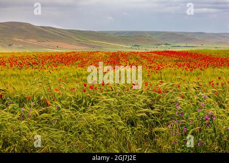 Italien, Apulien, Metropolitan Stadt Bari, Gravina in Puglia. Großes Feld von Gerste und Mohn. Stockfoto