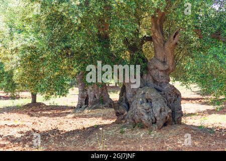 Italien, Apulien, Provinz Brindisi und Ostuni. Riesige alte Olivenbäume. Stockfoto