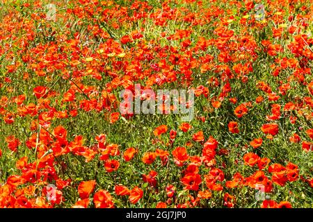 Italien, Apulien, Provinz Brindisi und Ostuni. Mohnfelder außerhalb der Stadt Ostuni. Stockfoto