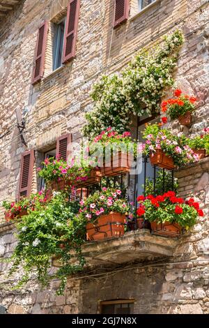 Assisi, Region Umbrien, Italien. Topfblumengarten mit Geranien und anderen Blumen auf einem Balkon von jemandem zu Hause. (Nur für redaktionelle Zwecke) Stockfoto