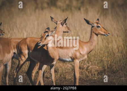 Nyala in afrikanischer Grünlandumgebung, Kruger Nationalpark, Südafrika. Stockfoto