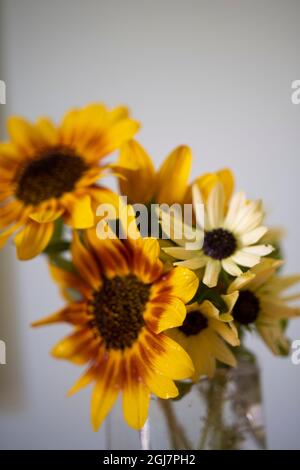 Sonnenblumen in einer vase Stockfoto