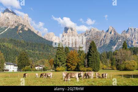 Valle del Canali in der Pale di San Martino, Teil des UNESCO-Weltkulturerbes Dolomiten, in den dolomiten des Primiero, Italien. Stockfoto