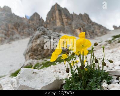 Rhätische Alpen Mohn (papaver alpinum) unter den Gipfeln der Croda da Lago in den Dolomiten des Veneto bei Cortina d'Ampezzo. Teil der UNESCO WOR Stockfoto