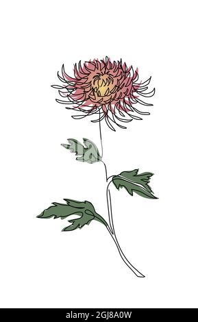 Chrysantheme Herbst Blume Skizze. Zweig kontinuierliche Linie Vektor-Design. Eine fortlaufende Linienzeichnung, Kunstillustration des Chrysanthemum-Zweiges Stock Vektor
