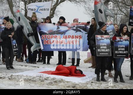 STOCKHOLM 20140123 während einer Demonstration der schwedischen Tierrechtsallianz vor der japanischen Botschaft in Stockholm am Donnerstag, dem 23. Januar 2014, liegt ein in roter Farbe gemalter Aktivist auf der japanischen Flagge. Japan ist das Land, in dem die weltweit größte Zahl von Delfinen und Walen getötet wird. Ende der vergangenen Woche wurden in der Stadt Taiji, die nach dem Dokumentarfilm „The Cove“ berüchtigt ist, rund 250 große Tümmler zusammengetrieben und gefangen genommen. Das Schicksal der dolphinsÂ wird entweder an ein Delfinarium verkauft oder geschlachtet. Foto Bertil Enevag Ericson / TT / kod 10 Stockfoto