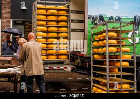 Beladen von Gouda-Käsescheiben auf Lagerregalen, Alkmaar-Käsemarkt, Alkmaar, Holland, Niederlande. Stockfoto