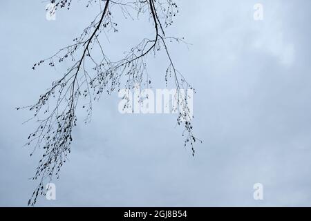 Landschaften Wasserfall Schwarzandweiße Blätter Stockfoto