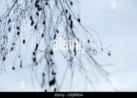 Landschaften Wasserfall Schwarzandweiße Blätter Stockfoto