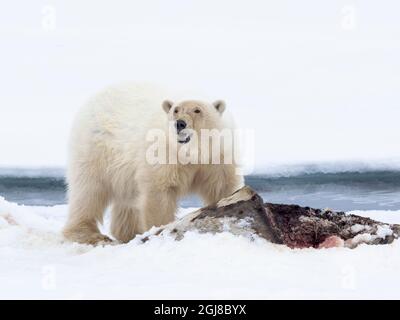 Nördlich von Svalbard, Eis einpacken. Ein großer Eisbär ernährt sich von seinem Korpus einer Harfenrobbe. Stockfoto