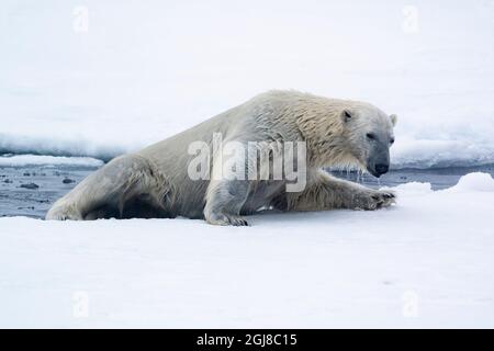 Nördlich von Svalbard, Eis einpacken. Ein Eisbär taucht aus dem Wasser auf. Stockfoto