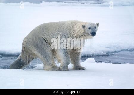 Nördlich von Svalbard, Eis einpacken. Ein Eisbär taucht aus dem Wasser auf. Stockfoto