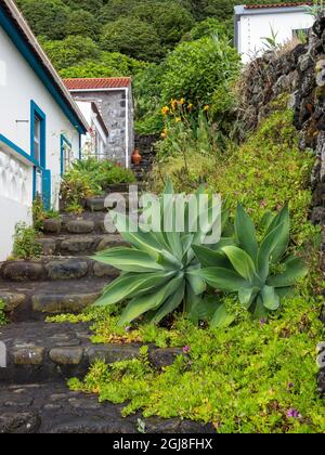 Faja das Almas an der Südküste. Sao Jorge Island, Azoren, Portugal. Stockfoto