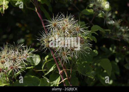 Nahaufnahme von blühenden weißen, wilden Clematis-Blüten Stockfoto