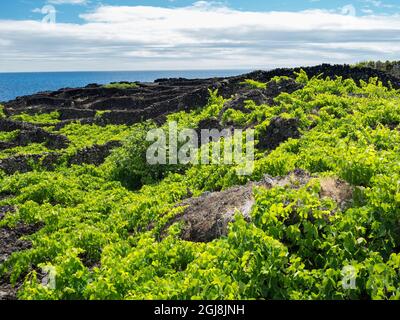 Traditioneller Weinbau in der Nähe von Sao Mateus, traditioneller Weinanbau auf Pico ist UNESCO-Weltkulturerbe. Pico Island, eine Insel auf den Azoren Stockfoto