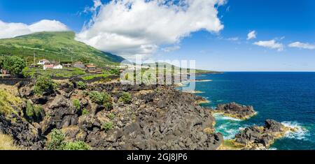 Traditioneller Weinbau in der Nähe von Sao Mateus, traditioneller Weinanbau auf Pico ist UNESCO-Weltkulturerbe. Pico Island, eine Insel auf den Azoren Stockfoto