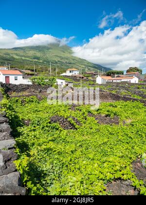 Traditioneller Weinbau in der Nähe von Sao Mateus, traditioneller Weinanbau auf Pico ist UNESCO-Weltkulturerbe. Pico Island, eine Insel auf den Azoren Stockfoto