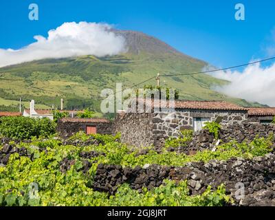 Traditioneller Weinbau in der Nähe von Sao Mateus, traditioneller Weinanbau auf Pico ist UNESCO-Weltkulturerbe. Pico Island, eine Insel auf den Azoren Stockfoto