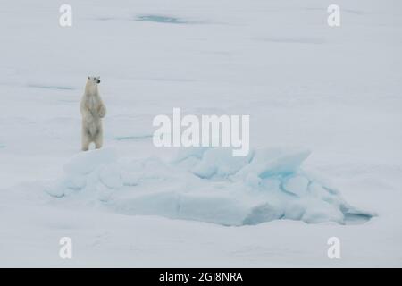 Russland, hohe Arktis. Polar Bear bei 84.53° Nord. Stockfoto