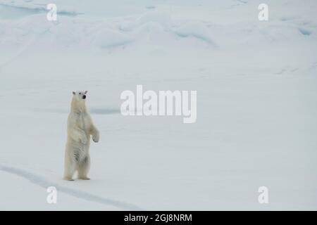 Russland, hohe Arktis. Polar Bear bei 84.53° Nord. Stockfoto