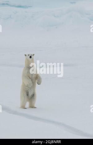 Russland, hohe Arktis. Polar Bear bei 84.53° Nord. Stockfoto