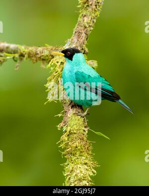 Männlicher grüner Honigkräher (Chlorophanes spiza), der auf einem Zweig in Costa Rica thront Stockfoto