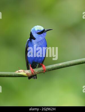 Männchen Rotbeiniger Honigbär (Cyanerpes cyaneus) ist eine kleine singvogelart aus der Tanagerfamilie (Thraupidae), Costa Rica Stockfoto