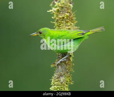 Weibliche Grüne Honigbuntrübige (Chlorophanes spiza), die auf einem Zweig in Costa Rica thront Stockfoto