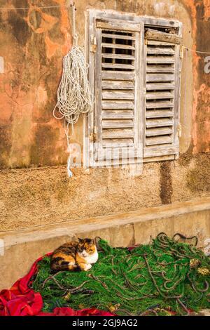 Katze und Fischernetze, Sipanska Luka, Sipan Insel, Dalmatinische Küste, Kroatien Stockfoto