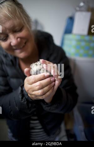 LILLA EDET 2015-07-29 der Â Igel HospitalÂ in der westschwedischen Stadt Lilla Edet befinden sich jetzt 70 Igel. Die meisten von ihnen verloren ihre Mütter bei Verkehrsunfällen, einige wurden durch Rasenmäher beschädigt Â– andere wurden von Menschen missbraucht, gefisst oder als Fußbälle verwendet. Siehe separate Textgeschichte Foto Bjorn Larsson Rosvall / TT / Kod 9200 Stockfoto