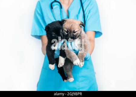 Zwei kleine Welpen in den Armen des Tierarztes in der Klinik. Untersuchung und Impfung des Haustieres. Mongrel Hund Stockfoto