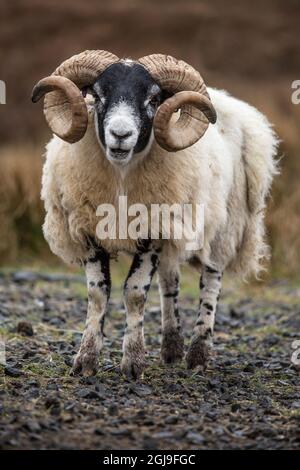 Schottland. Schottische Schwarzgesichtige Schafe aus der Nähe. Stockfoto