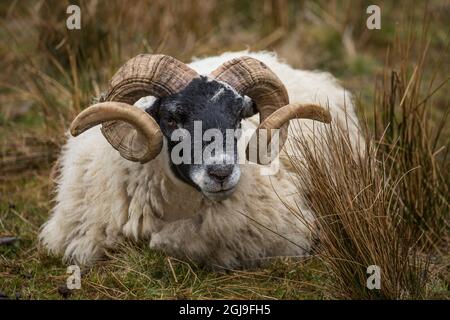 Schottland. Schottische Schwarzgesichtige Schafe aus der Nähe. Stockfoto