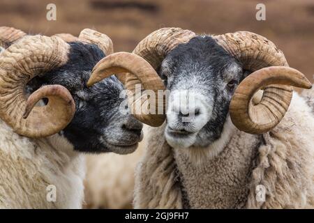 Schottland. Schottische Schwarzgesichtige Schafe aus der Nähe. Stockfoto