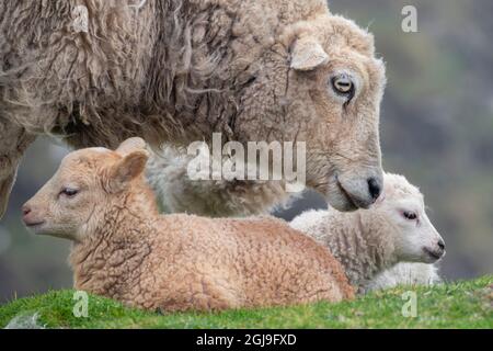 Großbritannien, Shetland, Fair Isle. Shetland Schaf, Schaf mit Lamm. Stockfoto