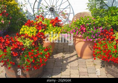 Vergossene Petunien schmücken den platz in der schönen Stadt Gretna Green an der schottisch-englischen Grenze bei Carlisle. Stockfoto