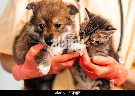 Tierarzt untersucht Hund und Katze. Welpen und Kätzchen beim Tierarzt. Impfung von Haustieren. Stockfoto
